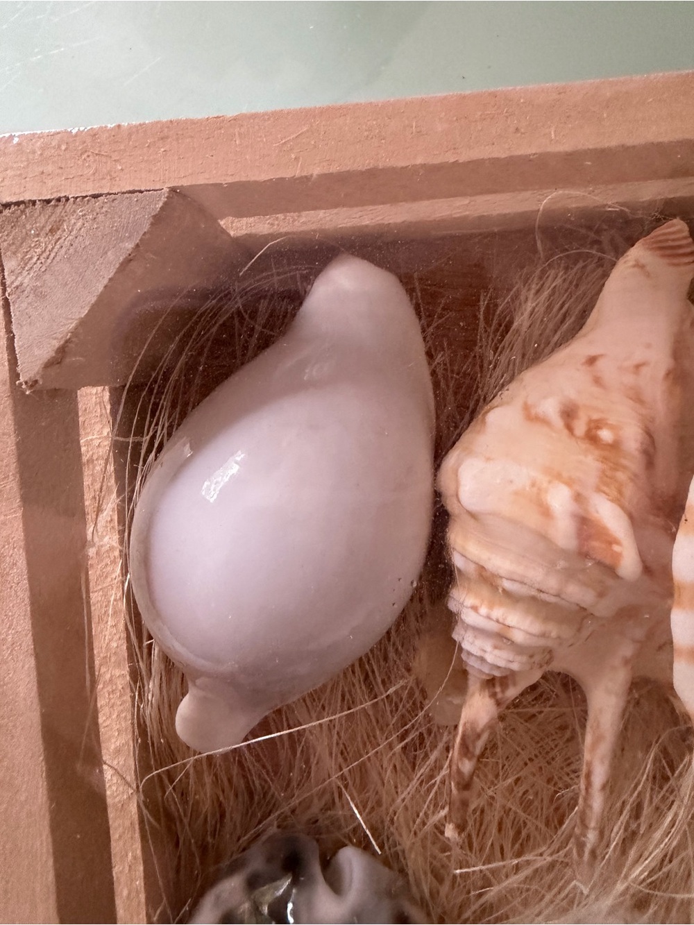 Coastal SeaShell Collection - Picture 6 of 13
